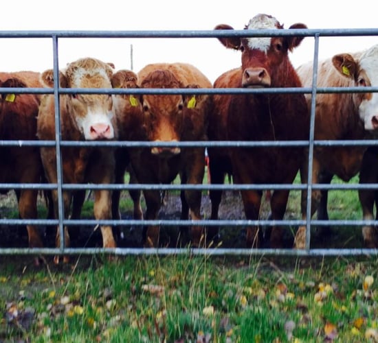 EU trade agenda causing 'extreme pressure' on beef and sheep