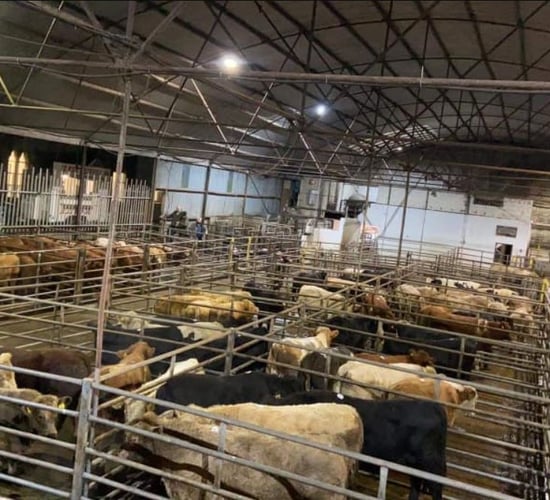 Cootehill Livestock Mart announces plan to issue electronic payments