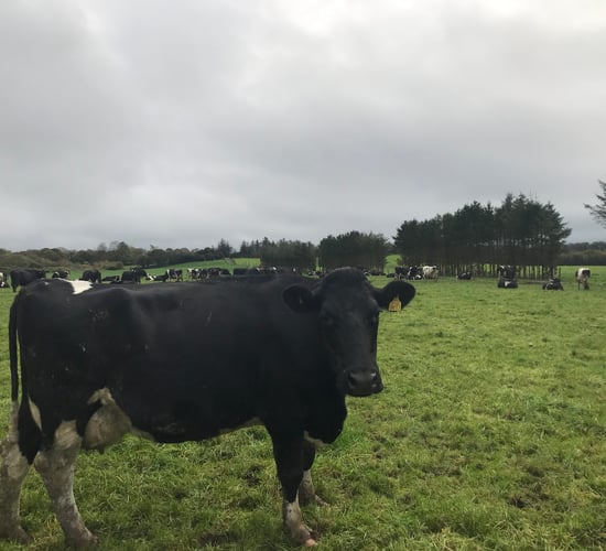 Have we comprised cow health for fertility?