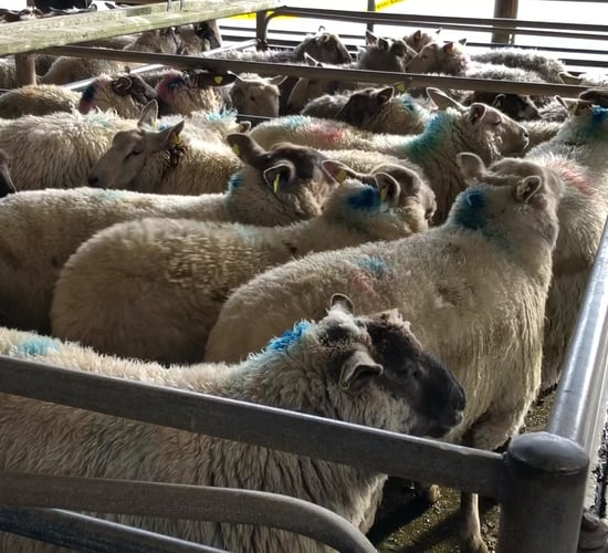 Sheep trade: Hogget prices see lift of up to 15c/kg