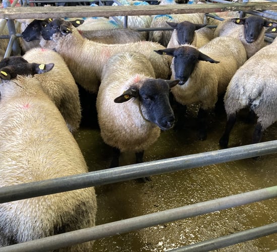 Finished lamb prices exceed €170/head at marts