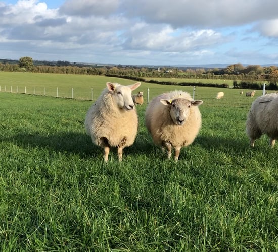 Sheep farmers say rise in prices doesn't cover 'soaring costs'