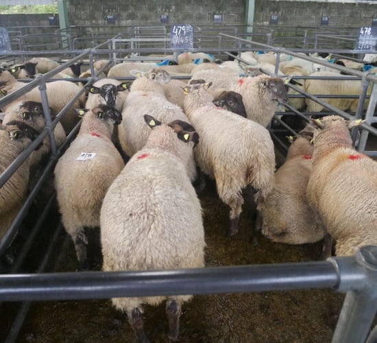 Lamb prices strengthen €3-6/head across the board at marts