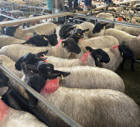 Sheep trade: Up to 10c/kg of a lift for lamb prices
