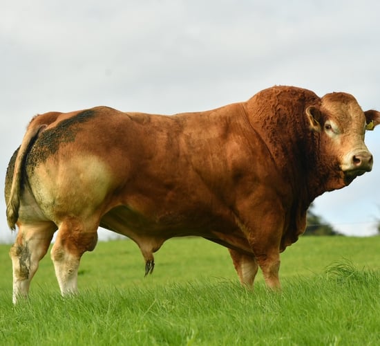 President and three council members of Limousin society resign