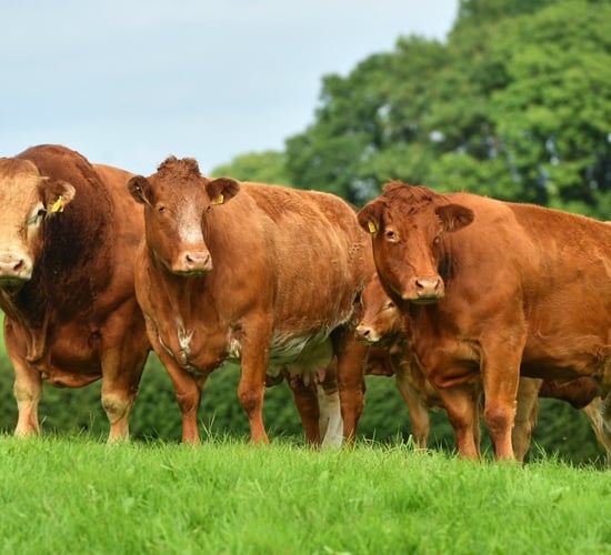 Former Irish Limousin Cattle Society president resigns from council