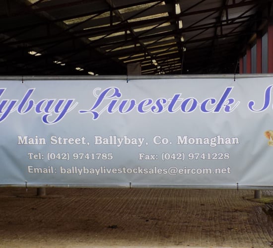 Ballybay Mart: 'Back in business' as sales resume