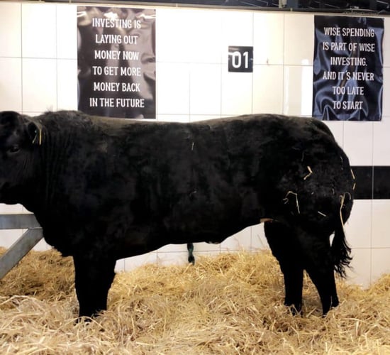 Video: McGee sale sees top price of €18,000 for heifer