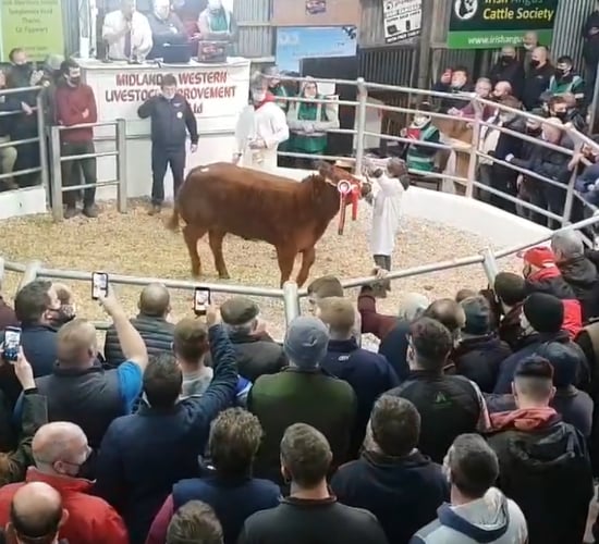 Limousin heifer makes 'record' €18,000 at Winter Fair