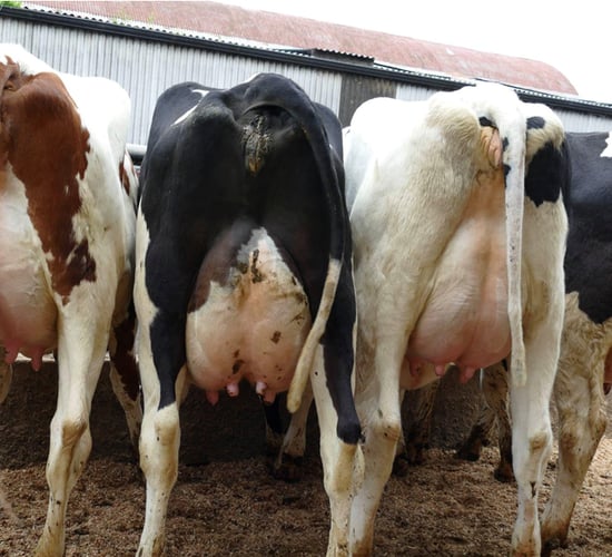 Autumn dairy sales: Trend from the spring continues