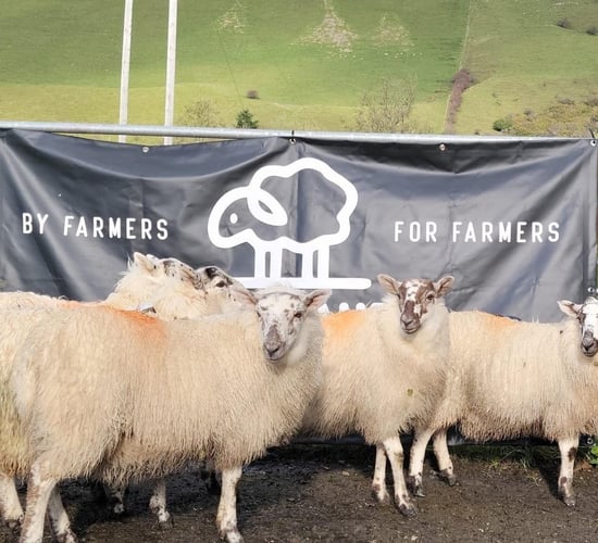 Sligo sheep farmer launches new company with giveaway of 5 ewe lambs