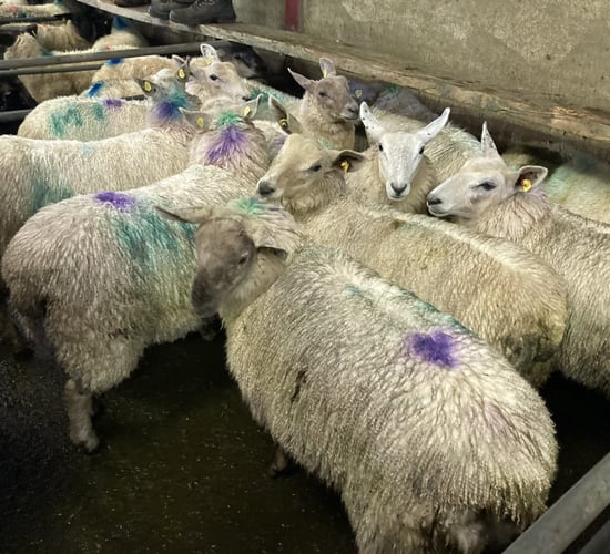 Lamb prices reach €7.00/kg