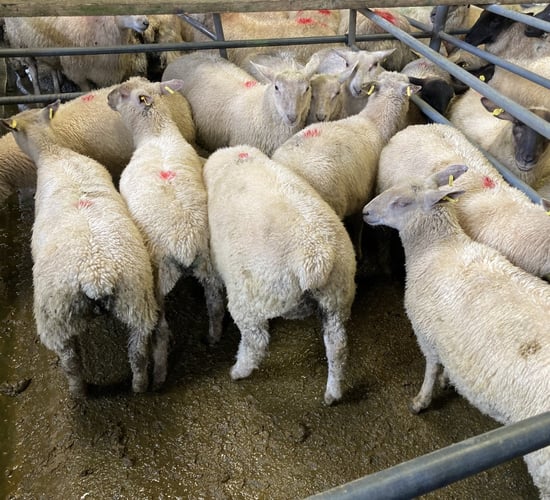 Exceptional store lamb trade makes farmers consider selling rather than feeding