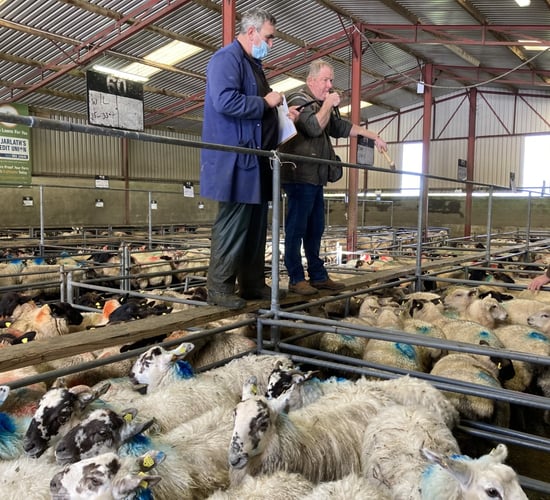 Pics and prices: Lambs hit €164/head at Mountbellew Mart