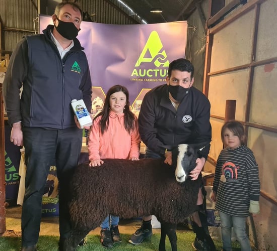 Ewe lambs come out on top at Zwartbles Eíre sale