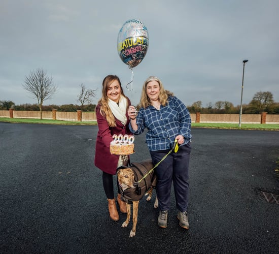 Record number of retired greyhounds find their forever homes