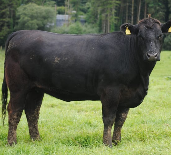 Bulls and heifers at Irish Angus Elite Sale this Saturday