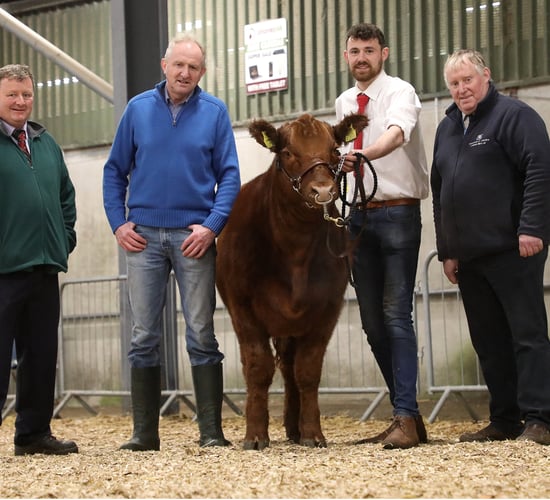 Irish Angus Elite Sale sees heifer hit top price of €13,200