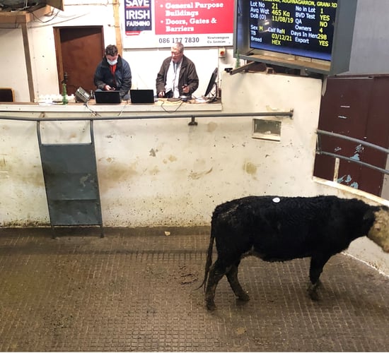 Marts set to provide extra details on cattle from 2022
