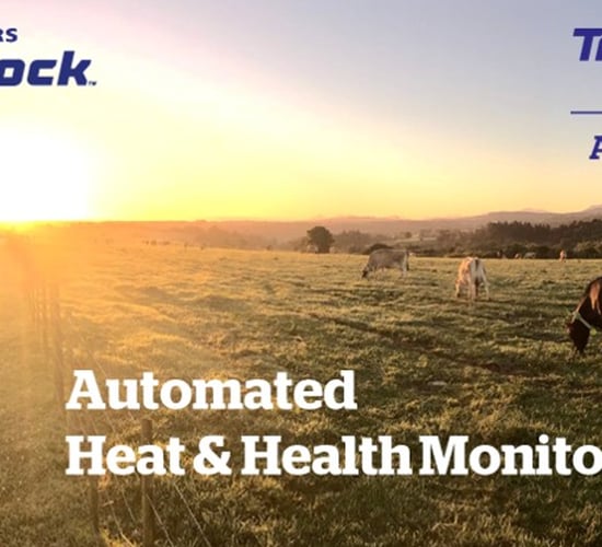 Gathering data on your cows: How Datamars is making life easier