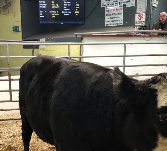 Mart report: Cull cows cross €2,000 mark at Delvin Mart