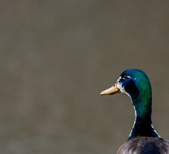 Avian influenza detected on Monaghan duck farm