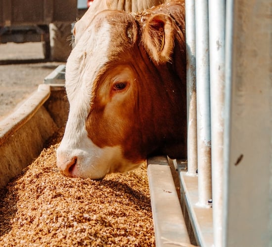 UK demand for animal feed falls to 17 year low
