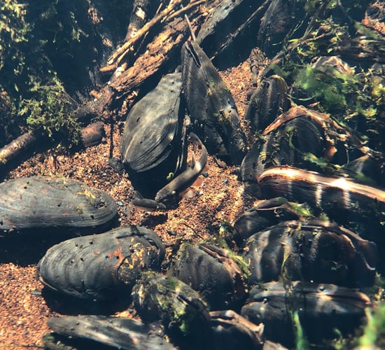 NPWS seeks tenders for freshwater pearl mussel monitoring