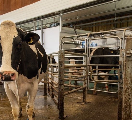 Fullwood Packo M²erlin robotic-milking system driving production