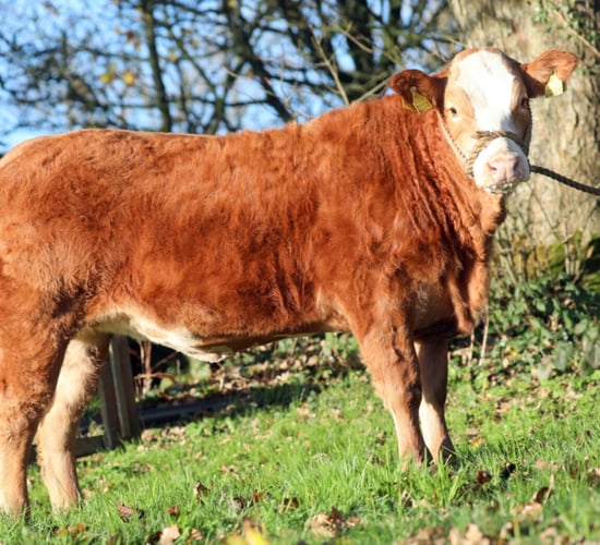Hilda the heifer top prize in raffle to help family's 'courageous boys'