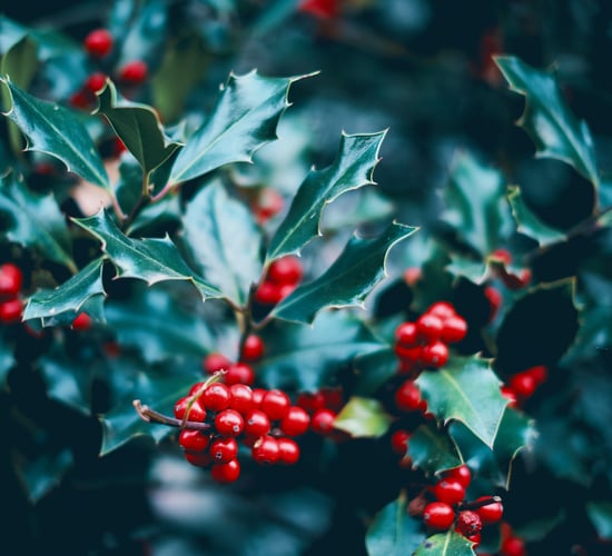 Holly wreath or sprig - have yourself a 'berry' little Christmas