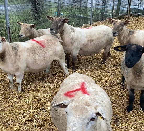 Taking advantage of the benefits winter shearing ewes offers