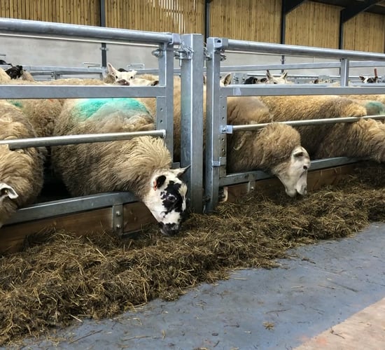 Providing adequate feed and lying space at housing for ewes