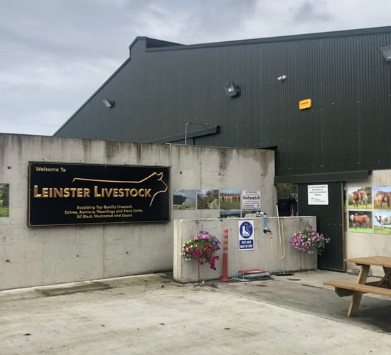 Beef Focus Revisit: Inside ‘state-of-the-art’ Longford cattle dealer’s yard