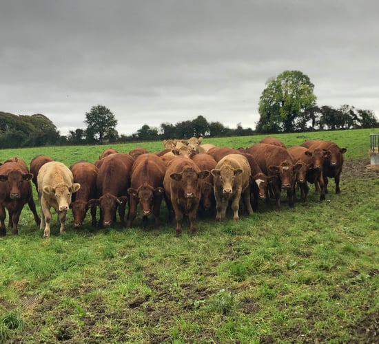Bord Bia confident of strong cattle trade for 2022