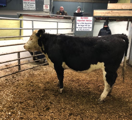 Mart report: Heifers and bullocks at Delvin Mart