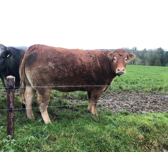Online sale of in-calf heifers to take place this evening