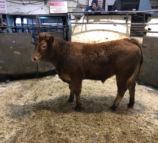 Mart report: Storm affects numbers but not prices at Kilcullen Mart