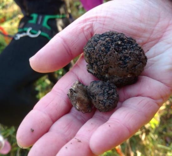 Truffles worth up to €900/kg grown in Ireland for first time