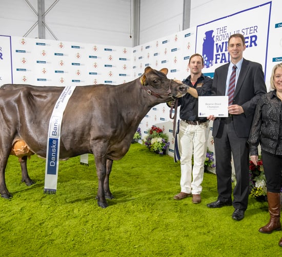 Co. Down cow named interbreed champion at Royal Ulster Winter Fair