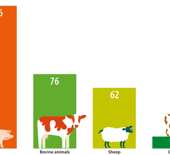 Ireland accounted for 8.5% of EU’s bovine animals in 2020