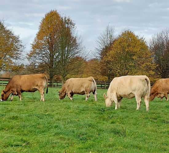 Ballinakill Mart set to host Aubrac herd dispersal sale