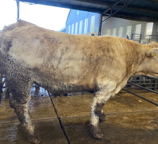 Heavy cows make up to €2.75/kg at Carnew Mart