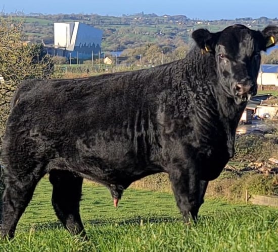 Lisduff Angus on-farm sale to take place this Saturday