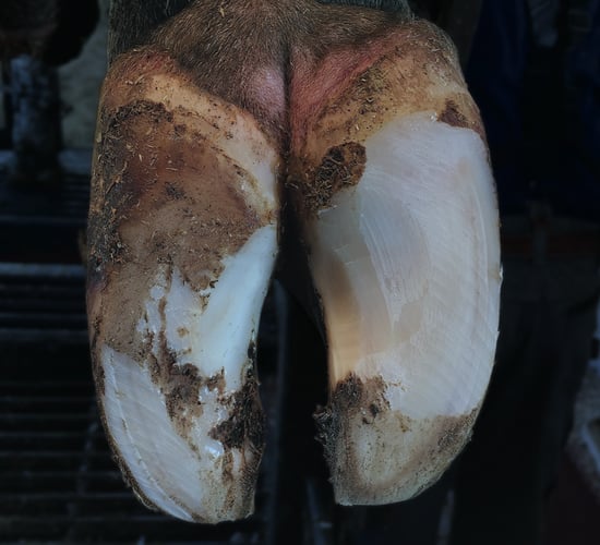 Developing a lameness control plan for your herd