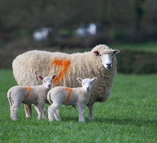 Improving ewe and lamb performance with high-quality feed