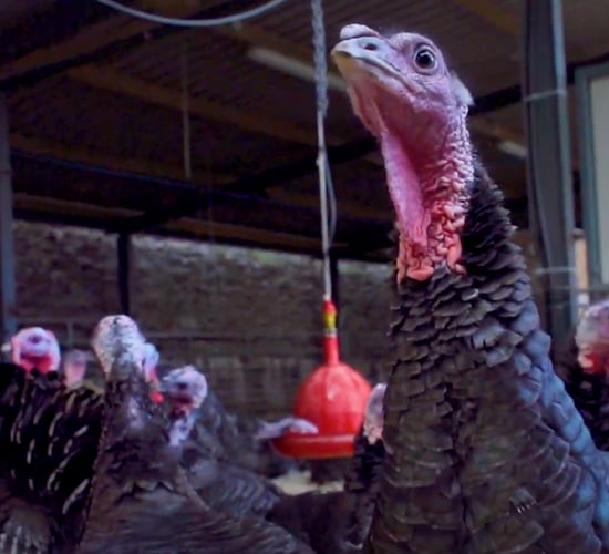 A tradition of rearing turkeys on Meath family farm