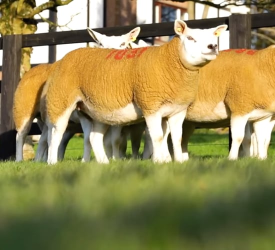 South East Texel group gears up for 2nd annual in-lamb ewe and ewe lamb sale
