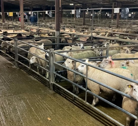 Pics and prices: Farmers dig their heels in on price at Tuam for finished lambs