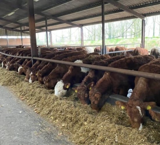 Beef finishers face a 'daunting task' with feeding costs this winter